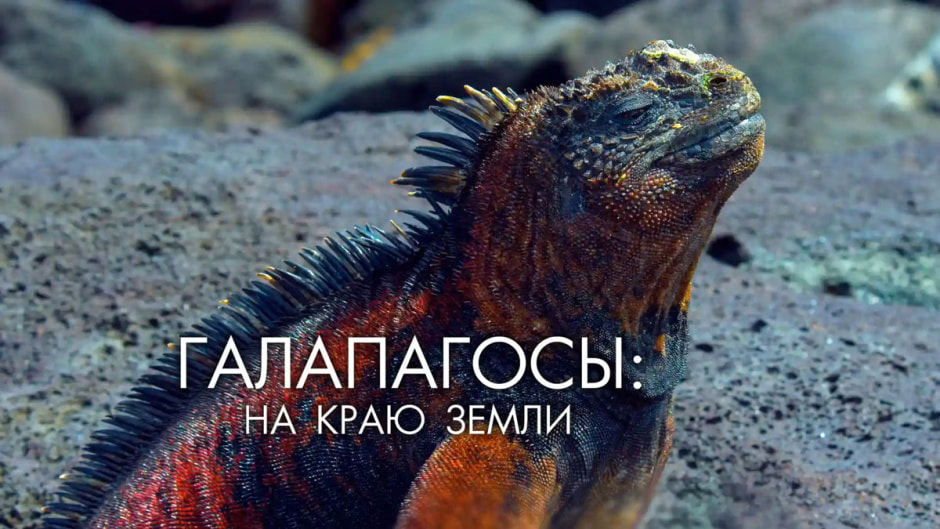 галапагосы.jpg галапагосы.jpg