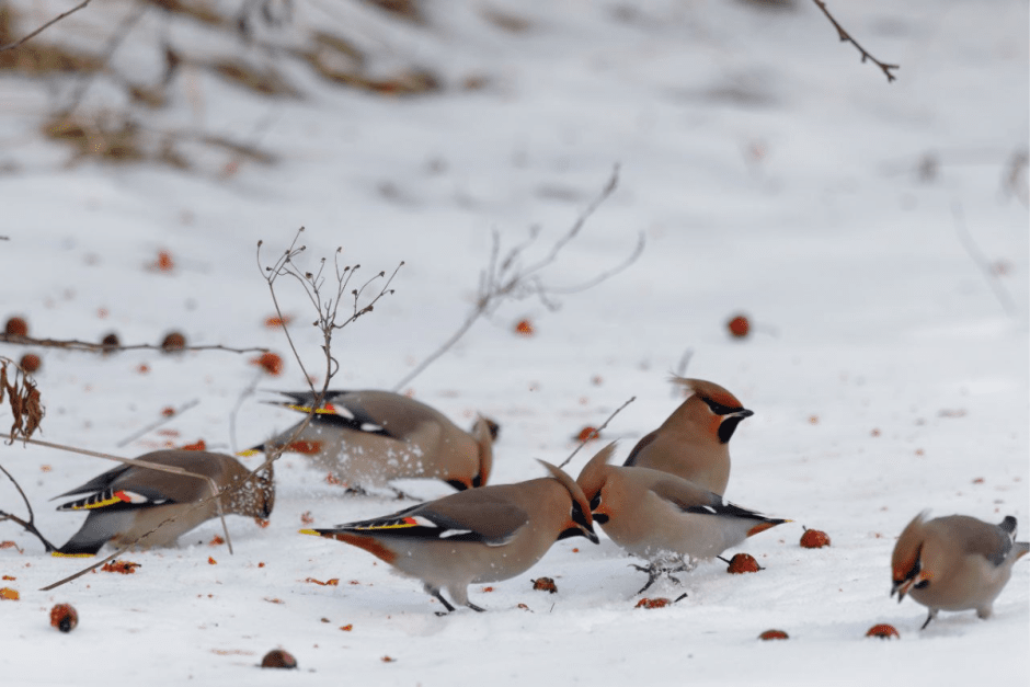 Свиристель 11.png