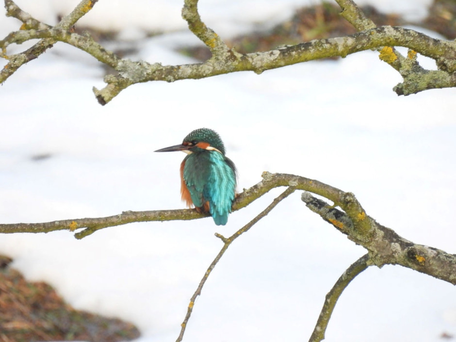 Зимородок 10.jpg