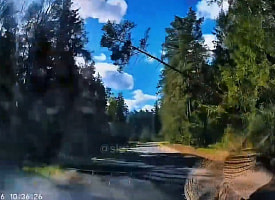 “Какая ты умница”: под Слуцком сосна рухнула прямо перед машиной