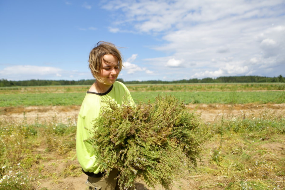 Фиточаи Калина 17.jpg