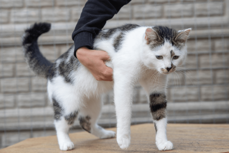 Закон о животных 9.png