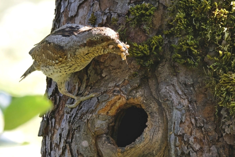 Миграция белорусских птиц 7.jpg