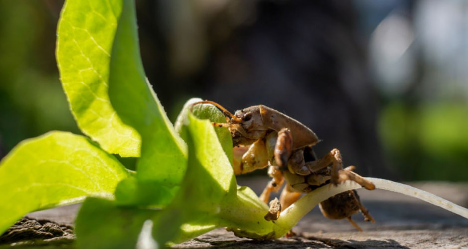 сад-огород4.jpg сад-огород4.jpg