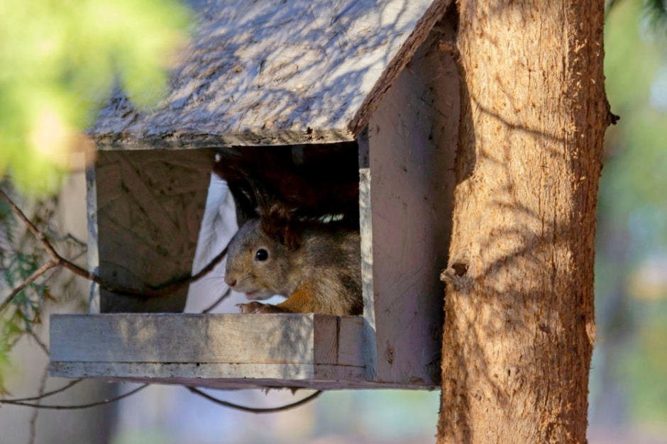 Подкармливаем птиц зимой 6.jpg