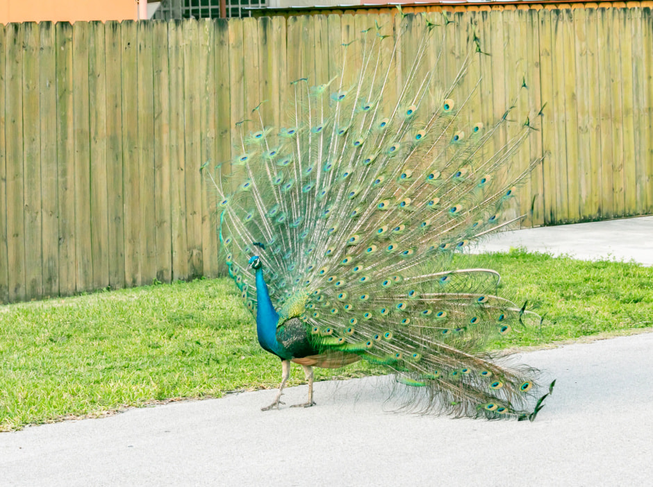 Павлин Damon Haan.jpg