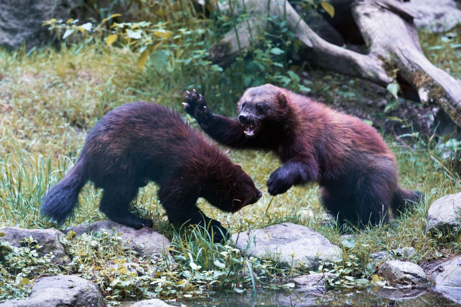 Росомаха 8.jpg