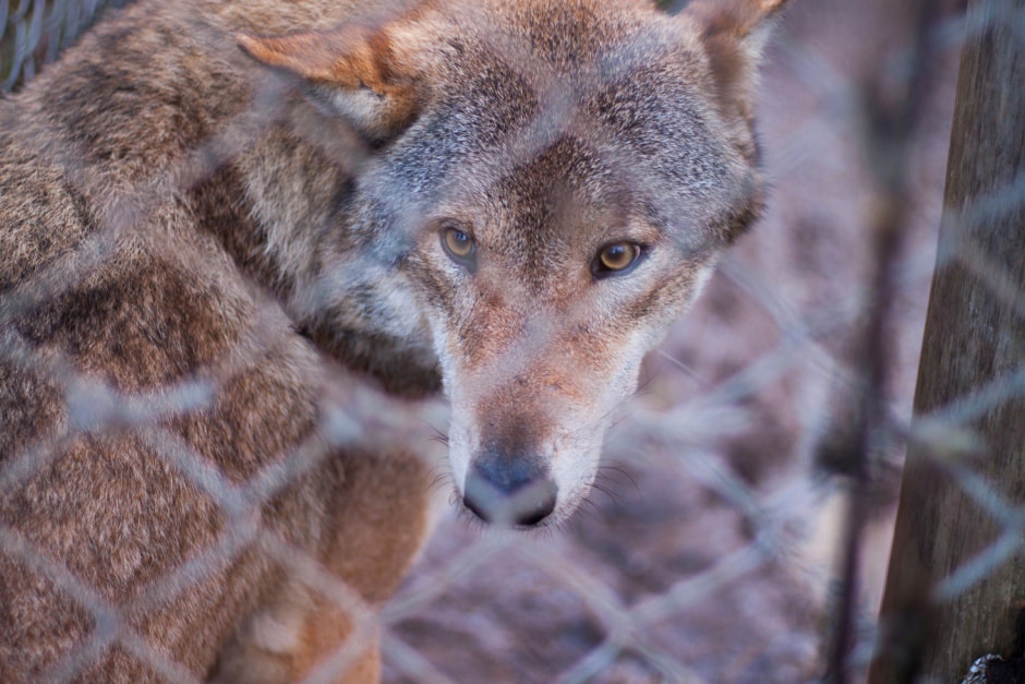 Агроусадьба Сосновый Бор 6.jpg
