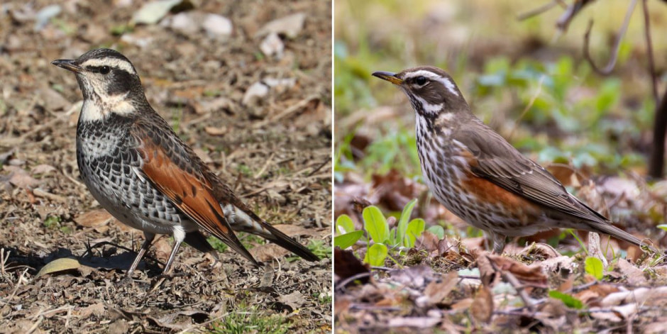 Бурый дрозд и Белобровик.jpg