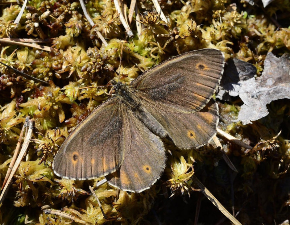 Белорусские бабочки 5.jpg