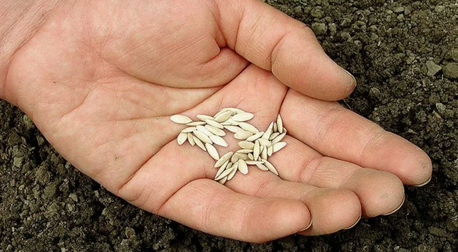 рука с семенами