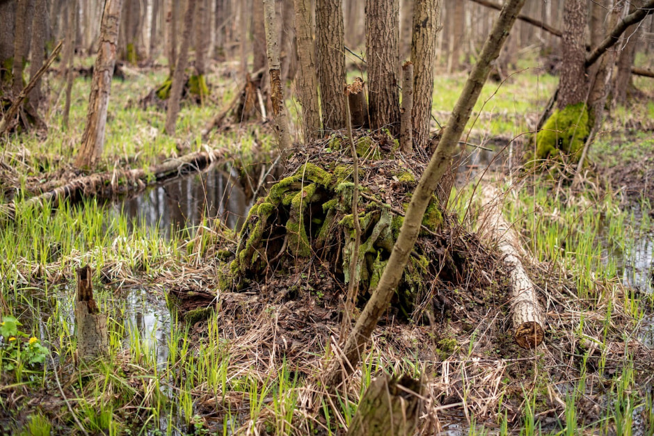 Заказник Выгонощанское 1.jpg