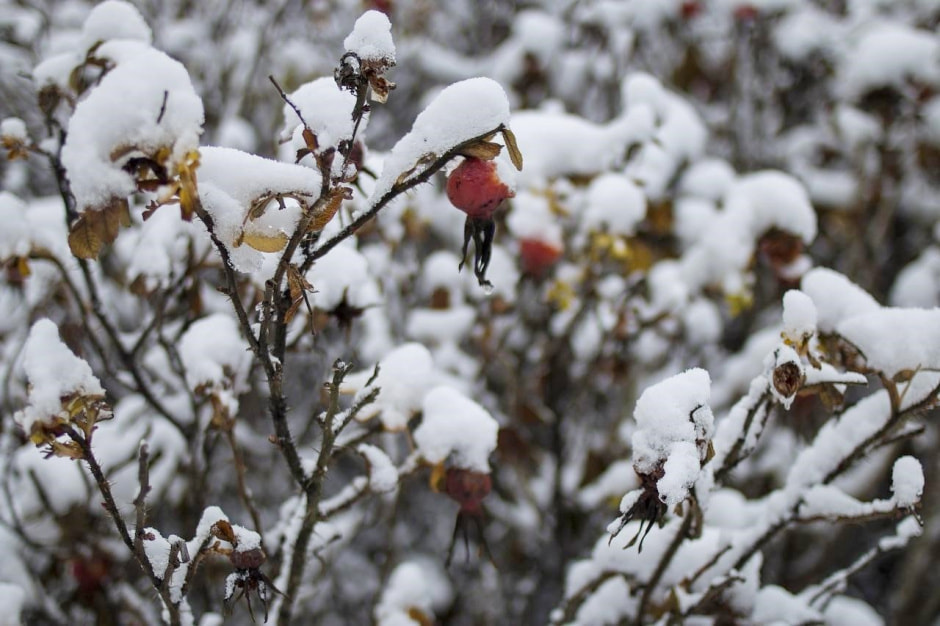 Обвязка кустарников 2.jpg Обвязка кустарников 2.jpg