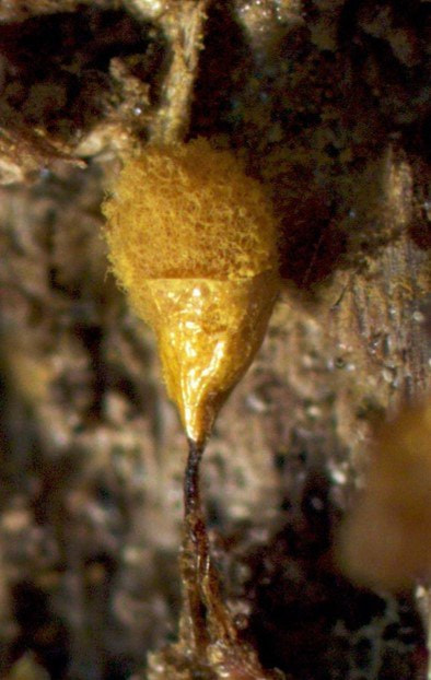 Новые микроорганизмы в пуще