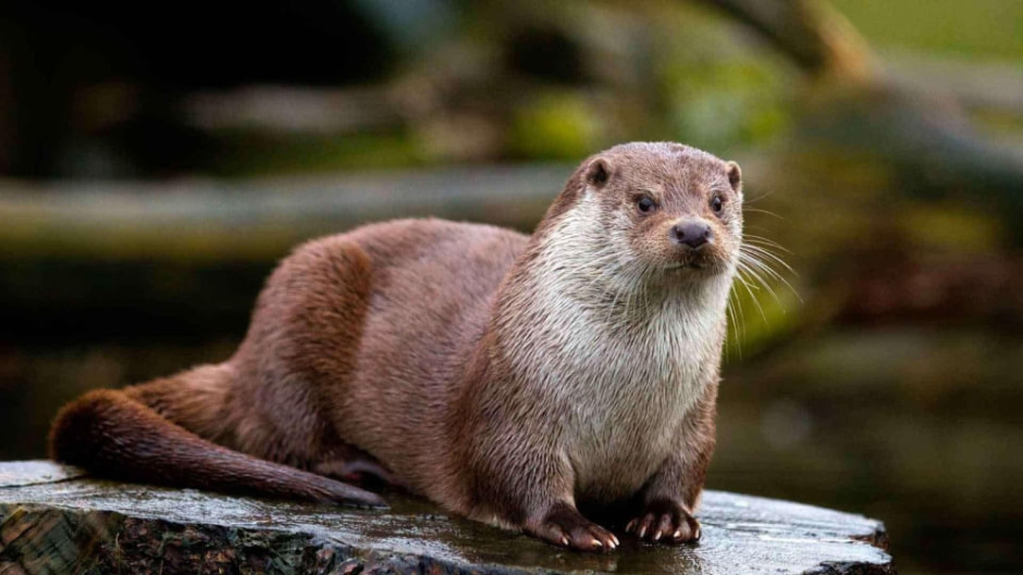 Чем интересна выдра 2.jpg