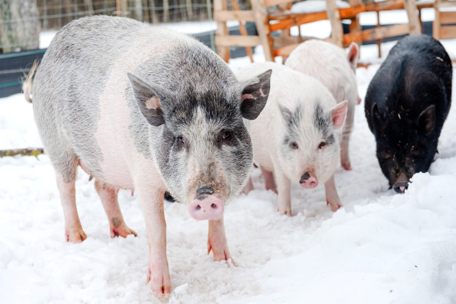 Хутор Замошье 16.jpg