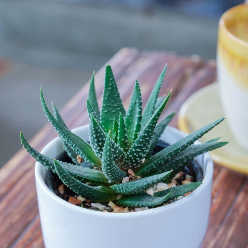 Комнатные цветы6.jpg Комнатные цветы6.jpg