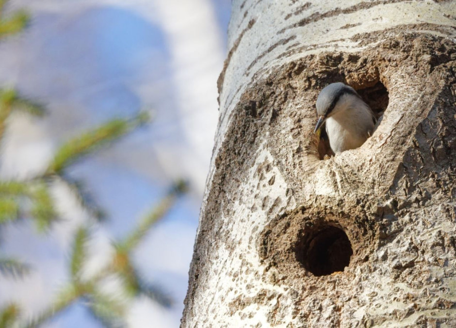 Зимние птицы в городе 11_Поползень.jpg