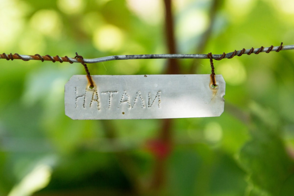 Фермер выращивает 280 сортов винограда 5.jpg