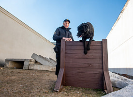 Есть ли у собак-спасателей личная жизнь, и когда они выходят на пенсию? Мы выяснили