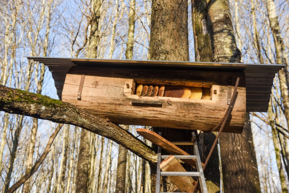 Как бортник спасает на Полесье черных пчел 20.jpg