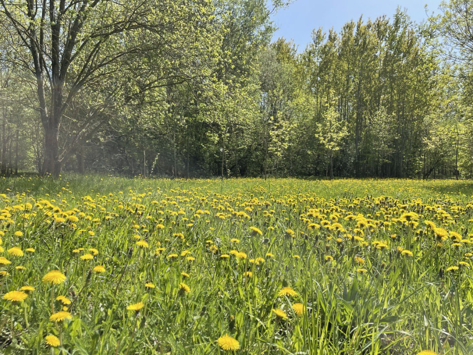 погода весна одуванчики.jpg
