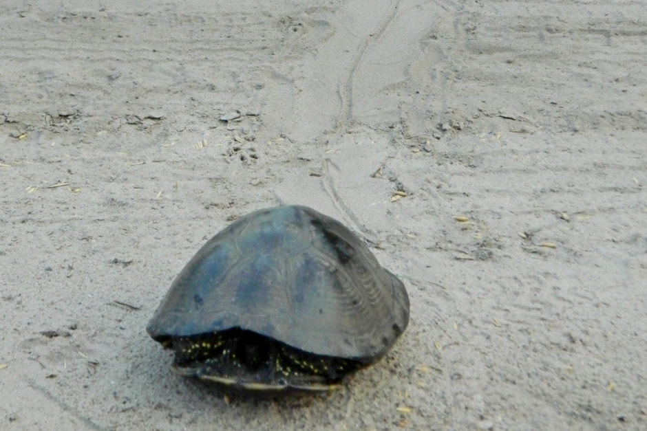 5-Болотная черепаха спряталась в панцирь.jpg