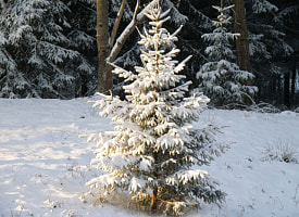 Деньги под ёлкой в минском парке: кто спрятал 20 тысяч рублей и зачем за ними пришла женщина?