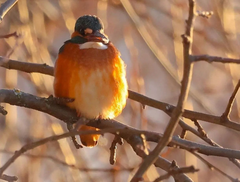 Инна Шкурко Зимородок.jpg