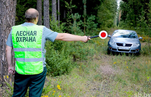 Штраф до 1350 рублей. Гослесохрана объявила "усиленный контроль" по всей Беларуси