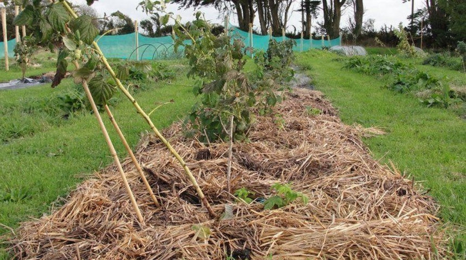 Восстанавливаем сад после бесснежной зимы 5.jpg Восстанавливаем сад после бесснежной зимы 5.jpg
