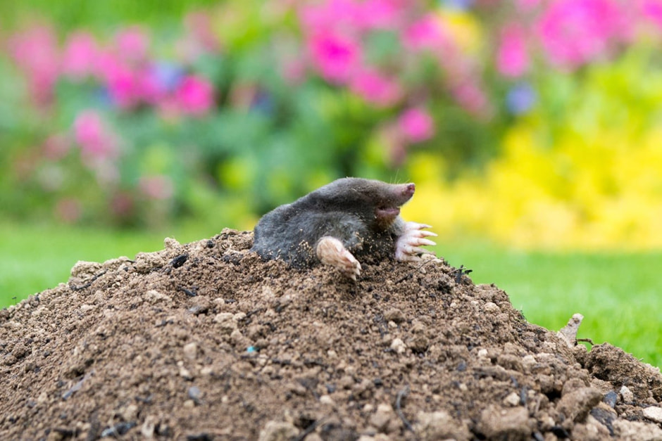 Что мы знаем о кроте 10.jpg