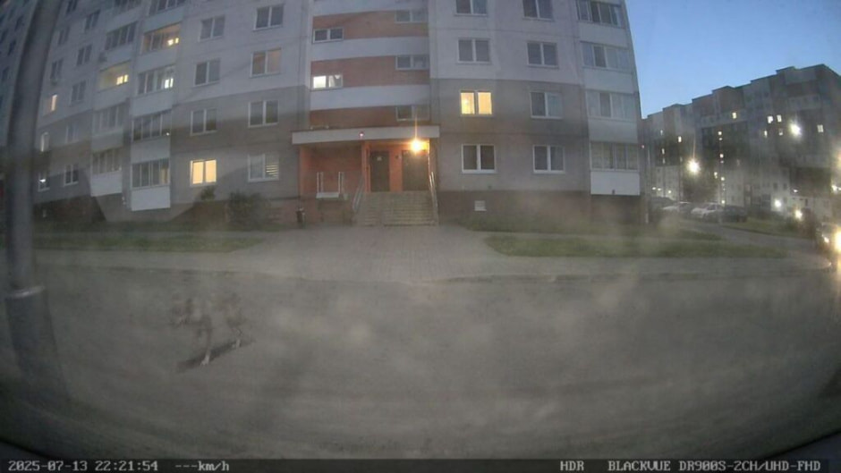 Волк под Минском