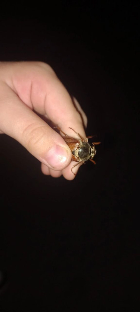 Майский жук.jpg