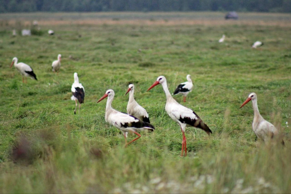 Миграция белорусских птиц 3.jpg