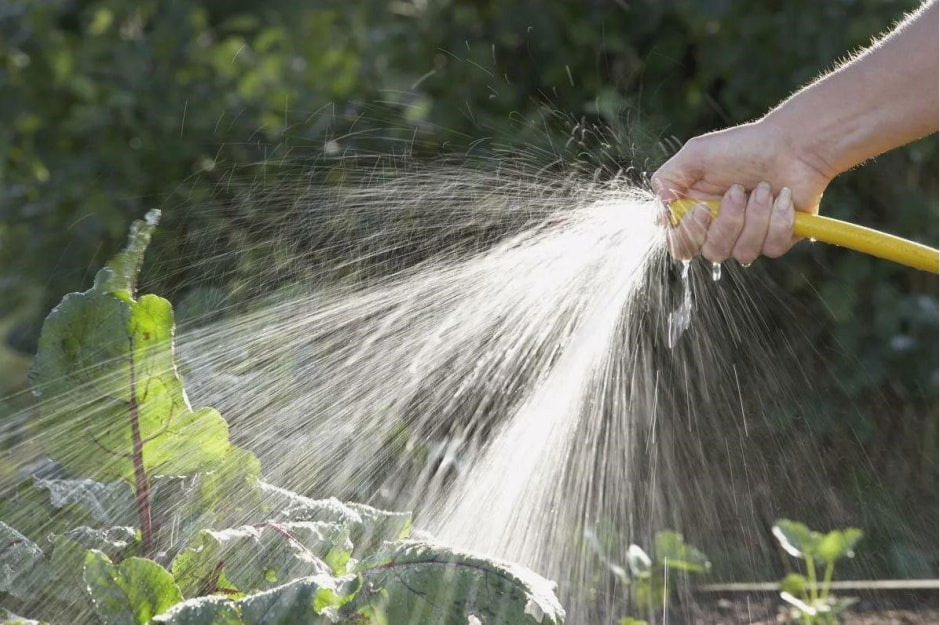 Как поливать растения в жару 3.jpg