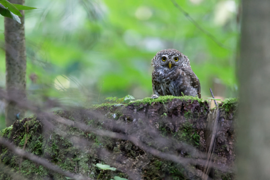 Воробьиный Сыч.jpg