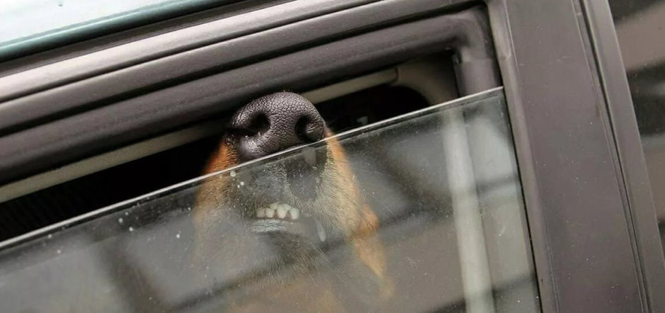 Собака в маш не .jpg