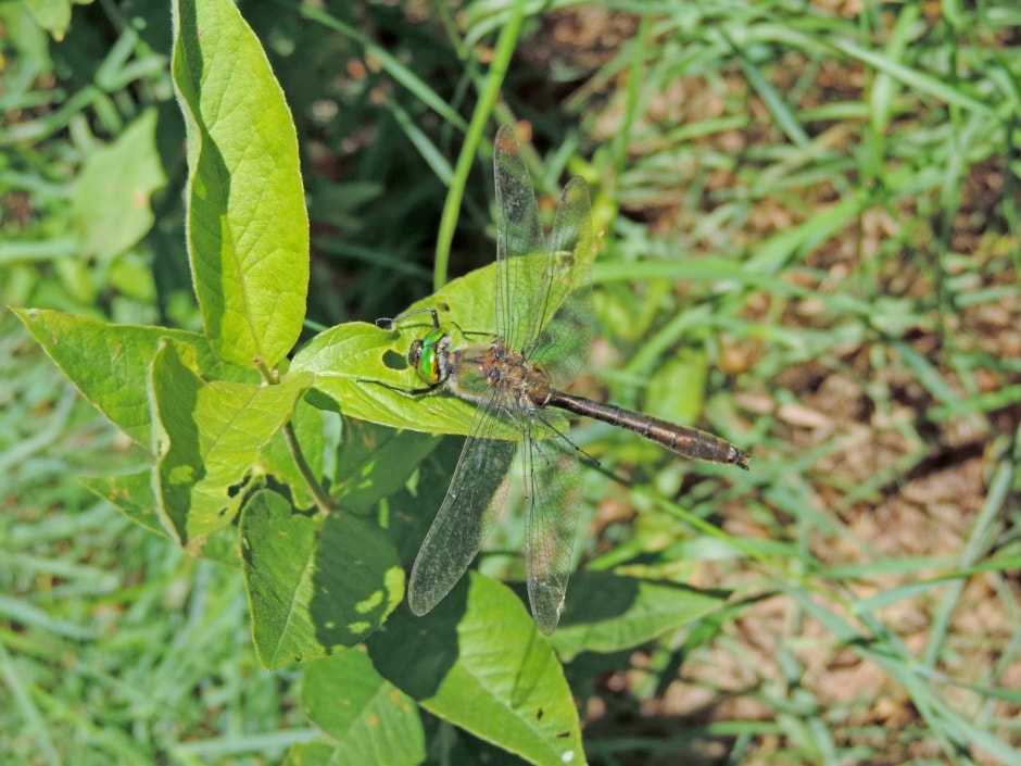 Стрекозы в Беларуси 8.jpg