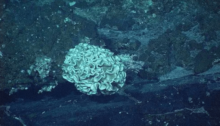 впадина амебы.png впадина амебы.png