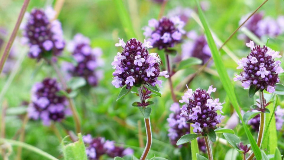 Травы на Купалу 2.jpg