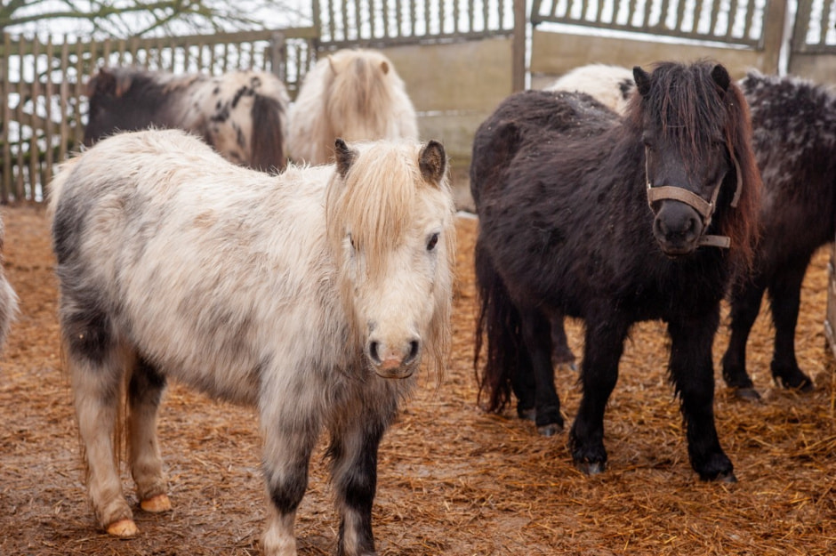 Юрий Карпилович и его зоопарк в Подгае 3.jpg