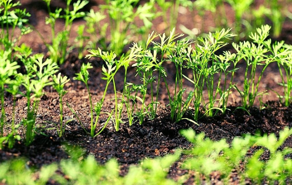 морковь5.jpg морковь5.jpg