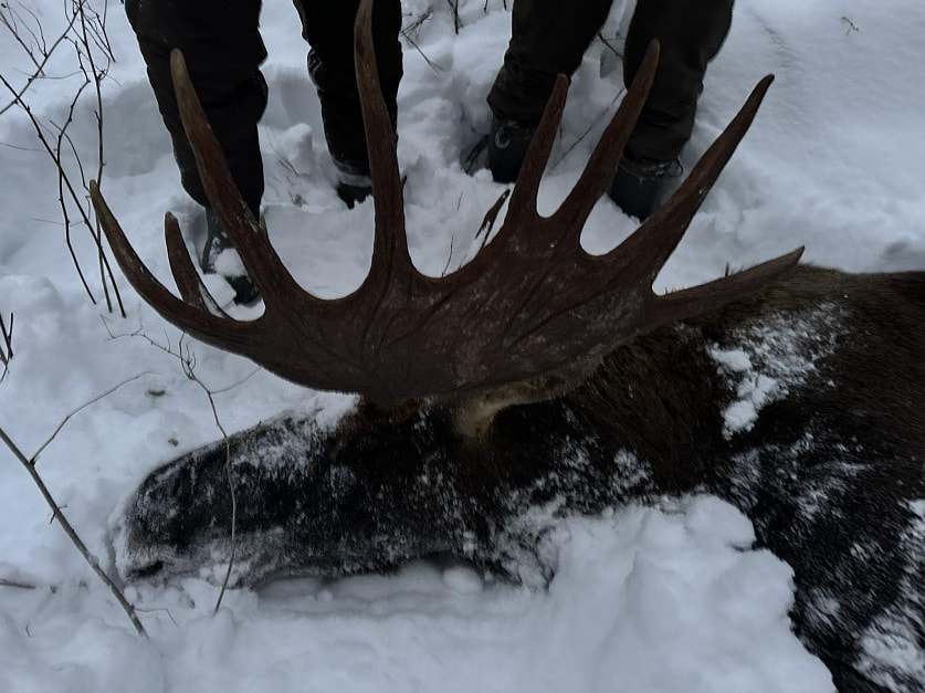 Браконьеры 4.jpg