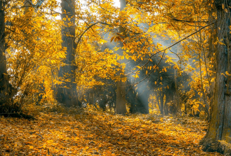 осень, бабье лето