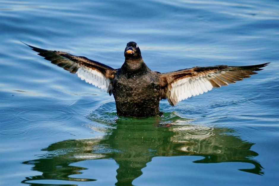 Водоплавающие птицы 11.jpg