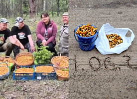 “Ну вы даете!”: 5 полных корзин и 2 ящика лисичек и подосиновиков собрали на Минщине – где еще идут за грибами?