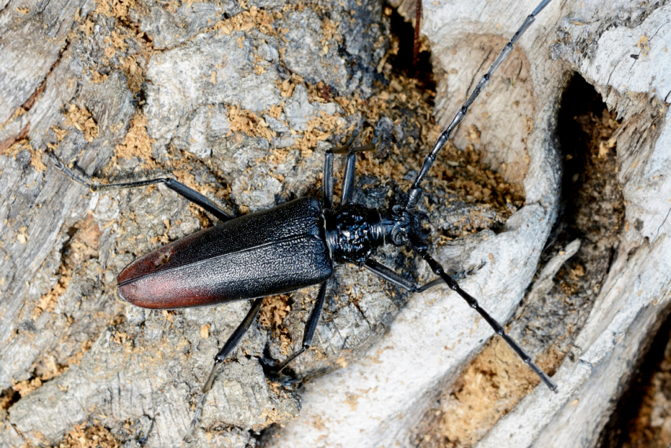 Где зимуют насекомые 4.png