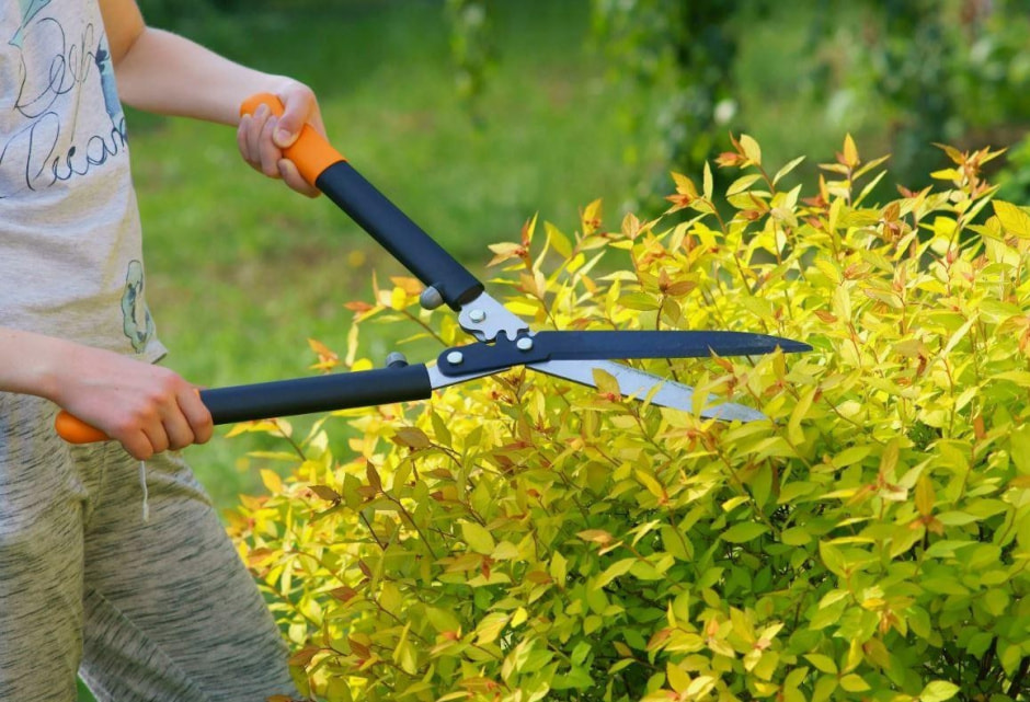 Какие растения не надо обрезать весной 1.jpg