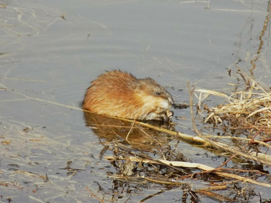 Ондатры 4.jpg